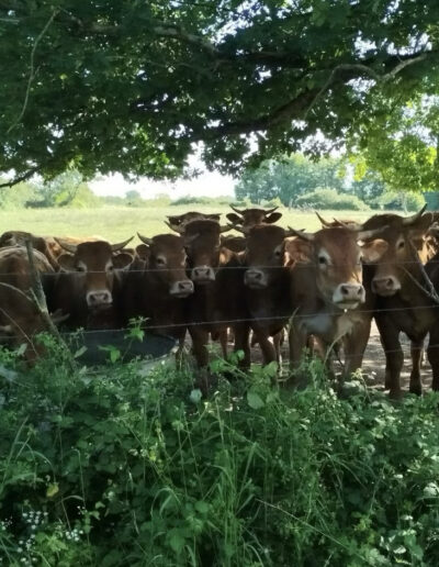 Le clos de la fosse aux loups